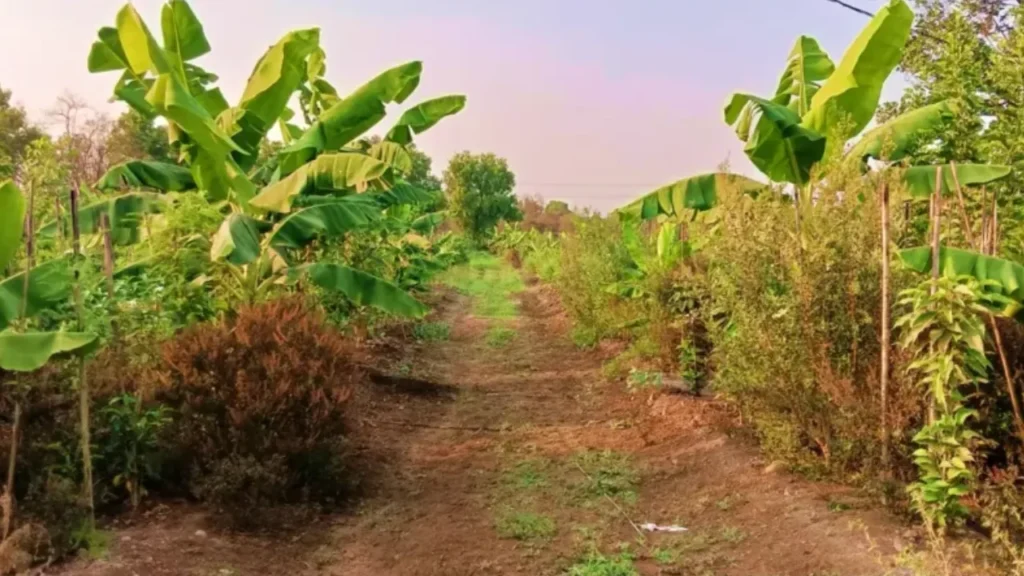 Miyawaki Forest at Malpani Smriti Center
