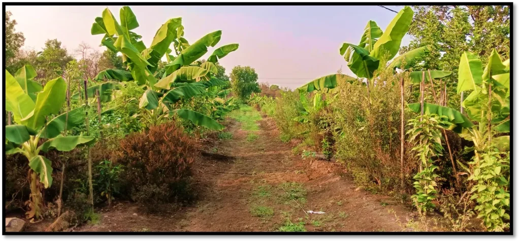 Miyawaki Forest at Malpani Smriti Center